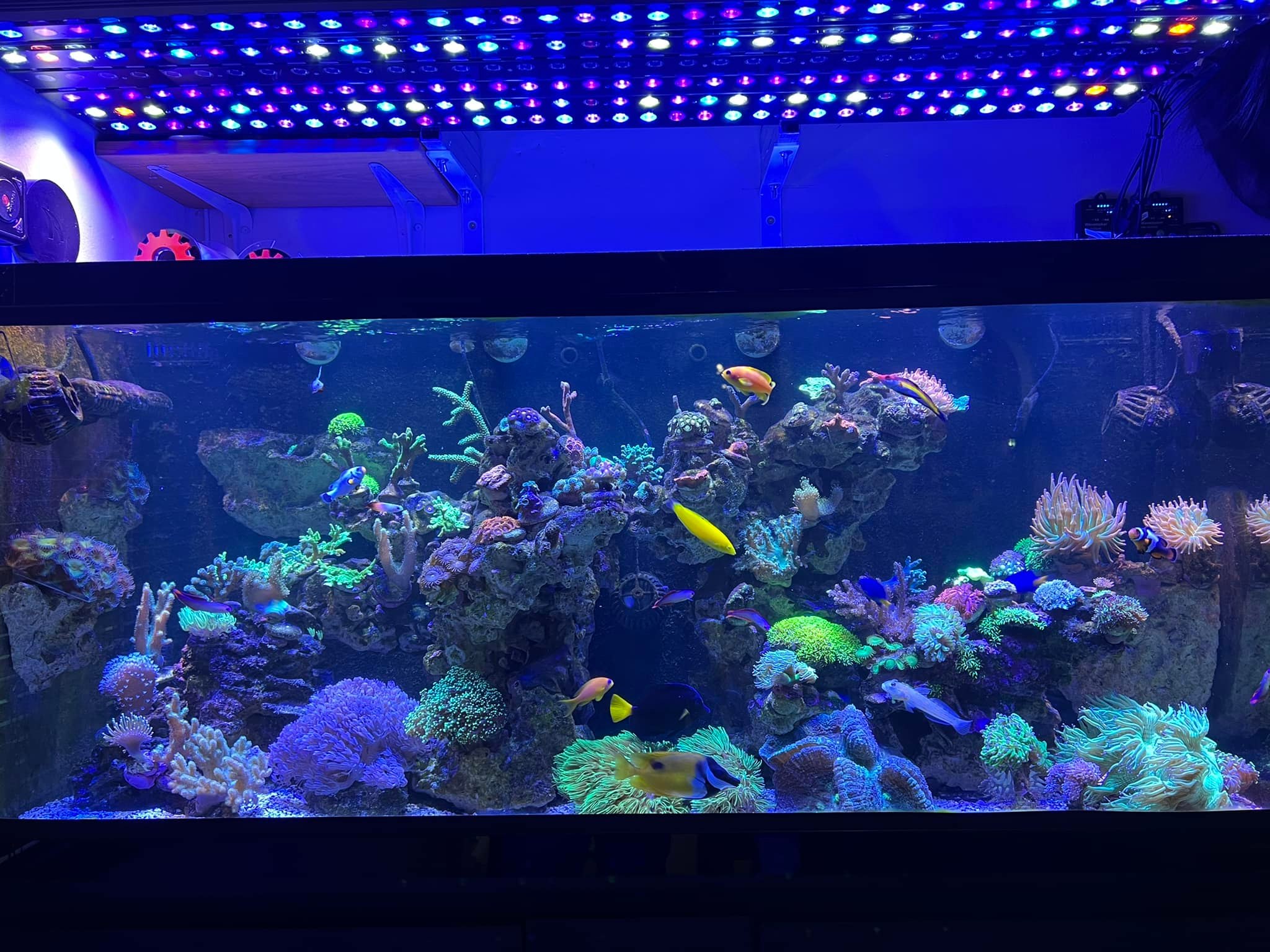 Orphek-ou3-led-bar-blue-plus-reef-aquarium