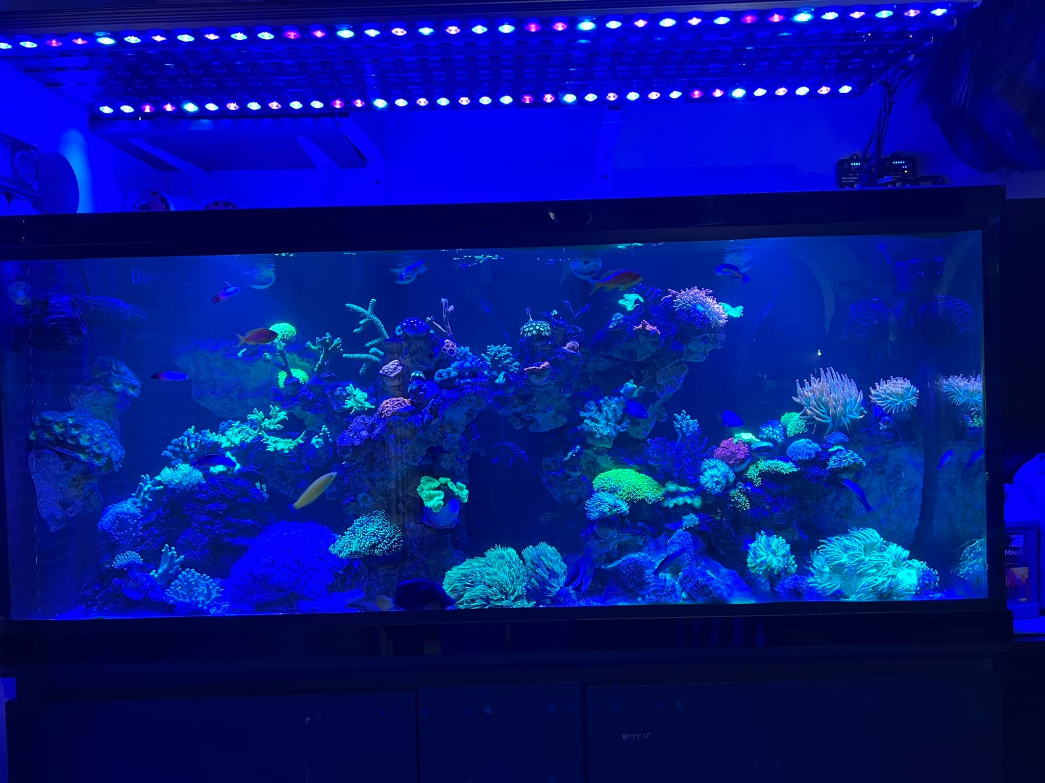 Luz led de aquário de recife Orphek or3