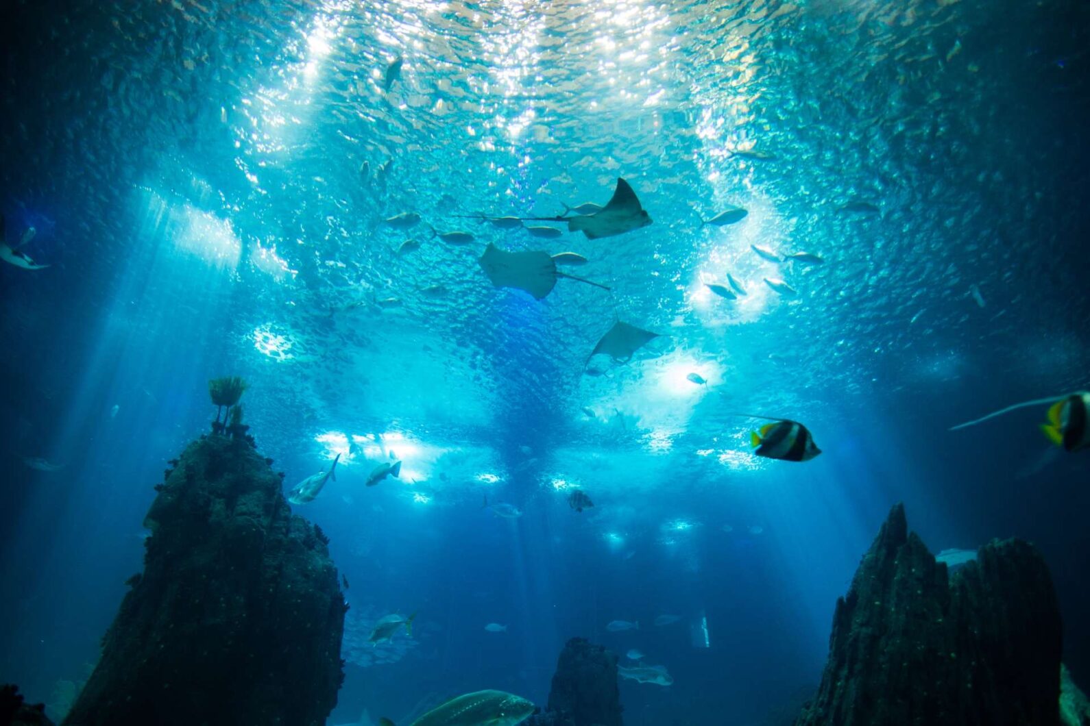 амазонки_500_public_aquarium_reef_tank