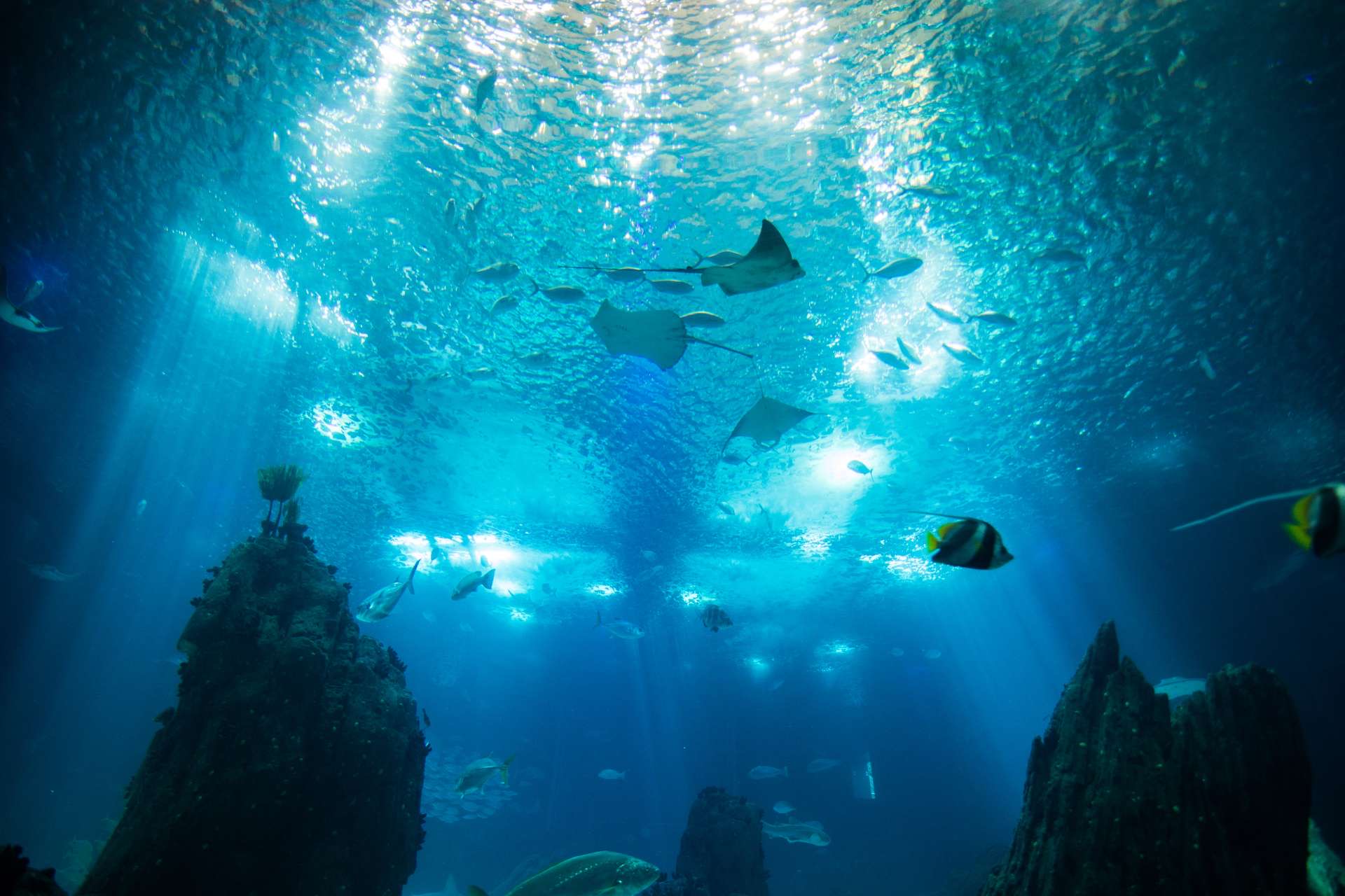 amazonas_500_acuario_publico_reef_tank