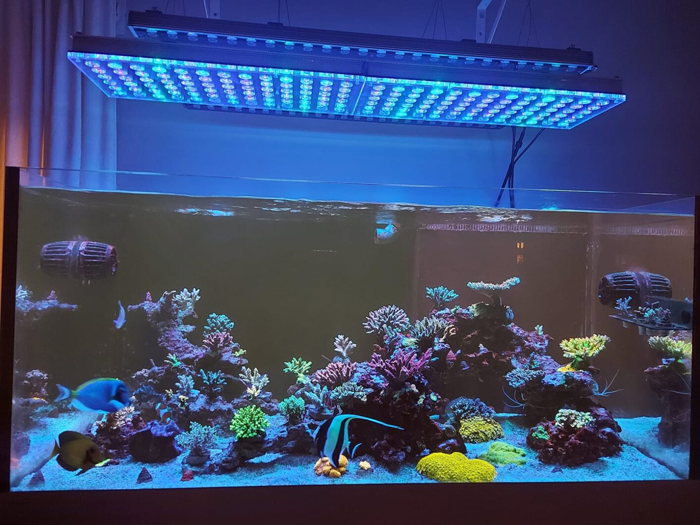 La mejor luz LED para acuario de arrecife atlantik icon y barra LED or3