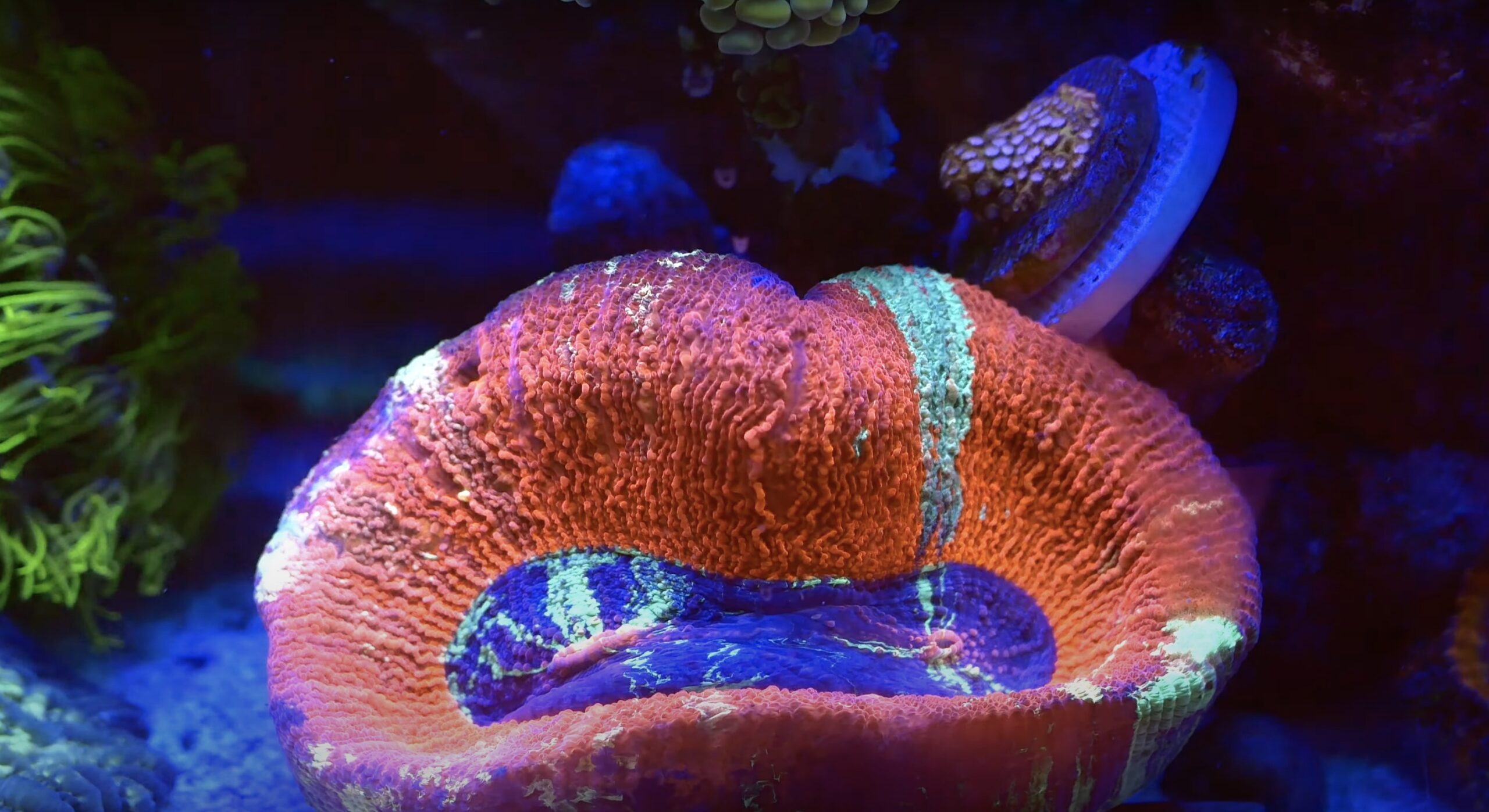 Check corals with Azurelite 2