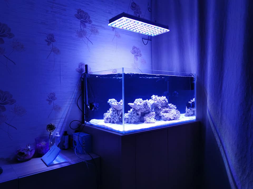 new reef tank with orphek atlantik icon led light