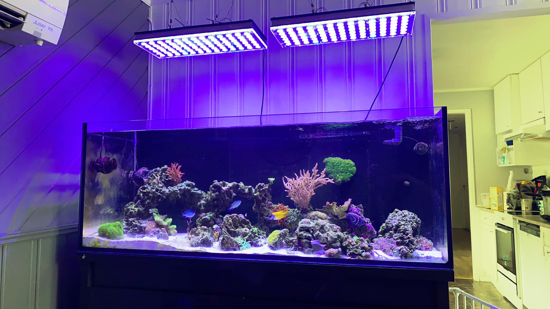 orphek atlantik acuario de arrecife luz led