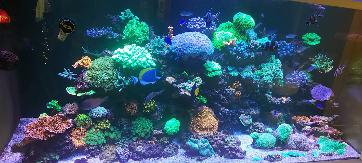 珊瑚礁水族馆灯或3-led-bar-