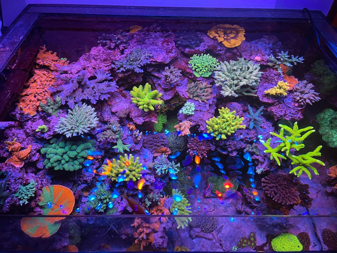 corals_under_OR3_LED_Bars