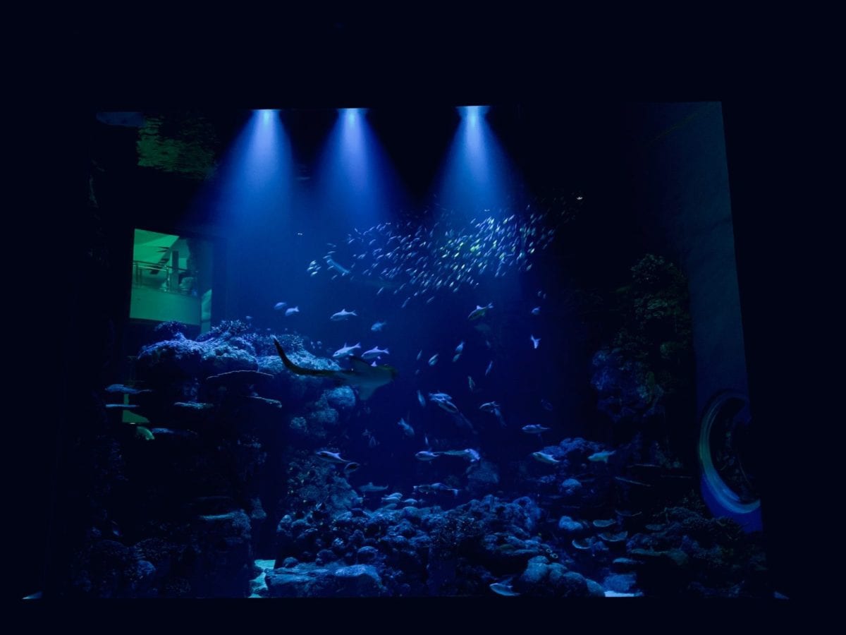 bể cá rạn san hô sâu ánh sáng dẫn orphek