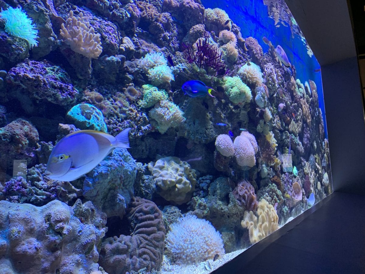 sps acquario di barriera corallina oman illuminazione a led