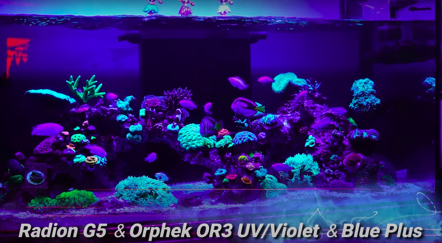 Orphek-OR3-120-Azul-mais-e-UV-Violeta-com-Radion-G5-