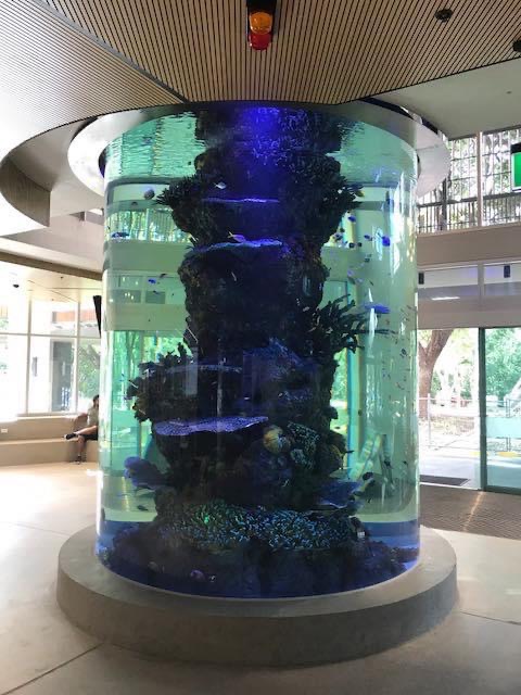 Khoa học_Space_reef_Aquarium_under_Amazonas_960