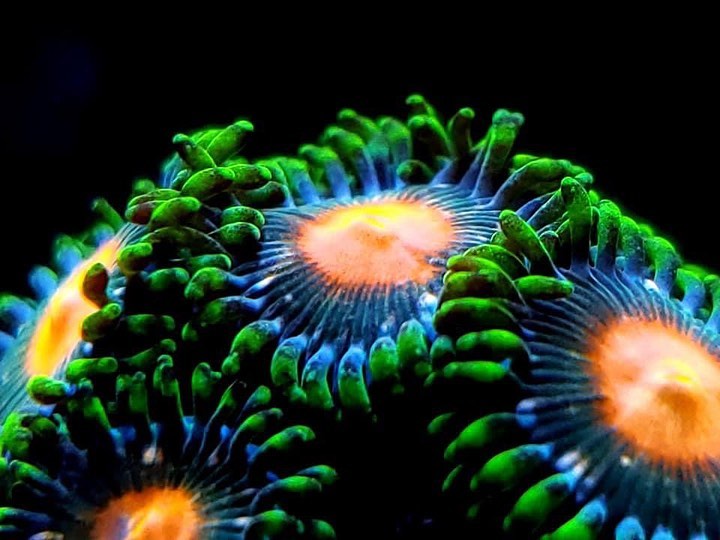 Zoanthus-meilleur-lentille-corail-orphek-