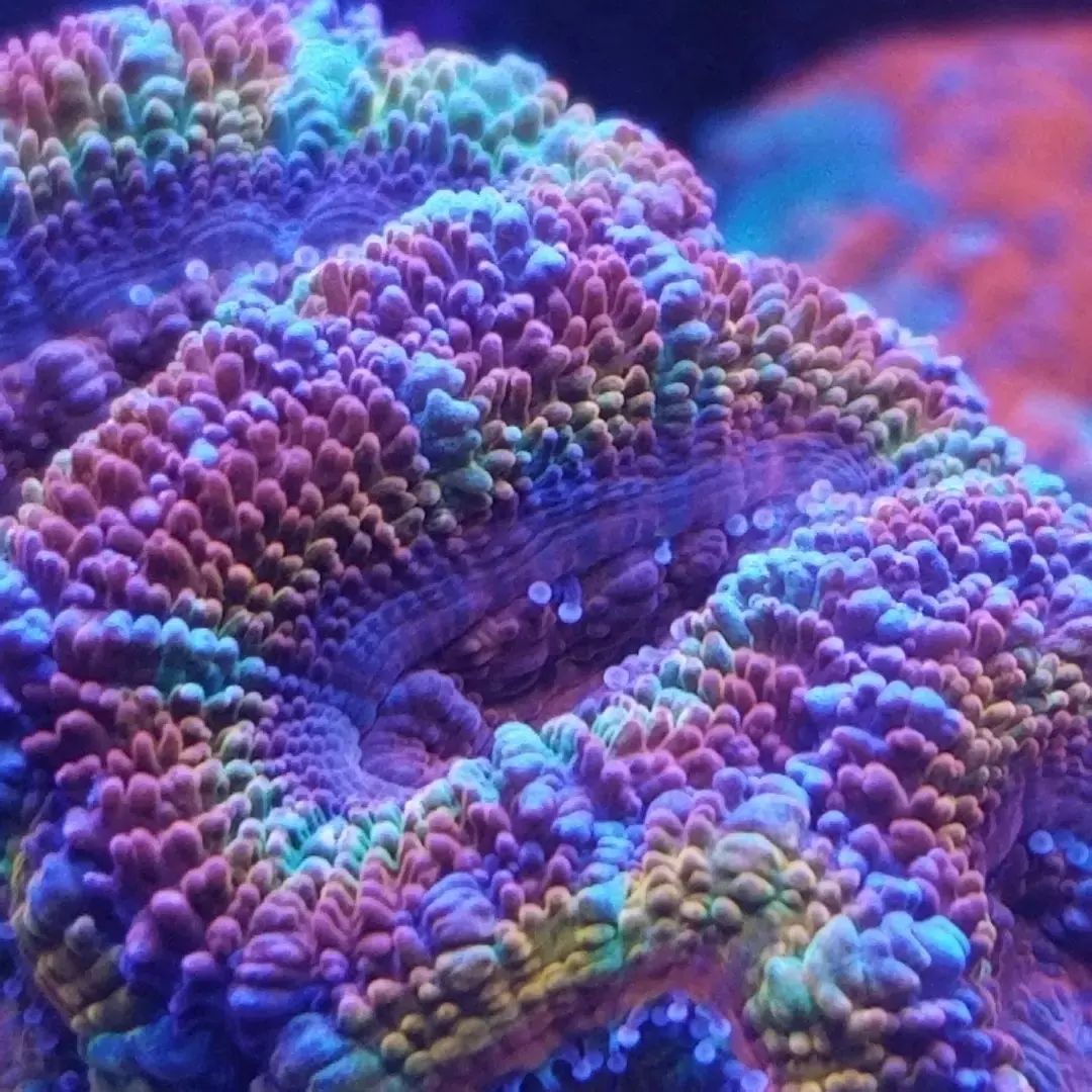 hämmästyttävä-coral-lähikuva-orphek-coral-linssillä