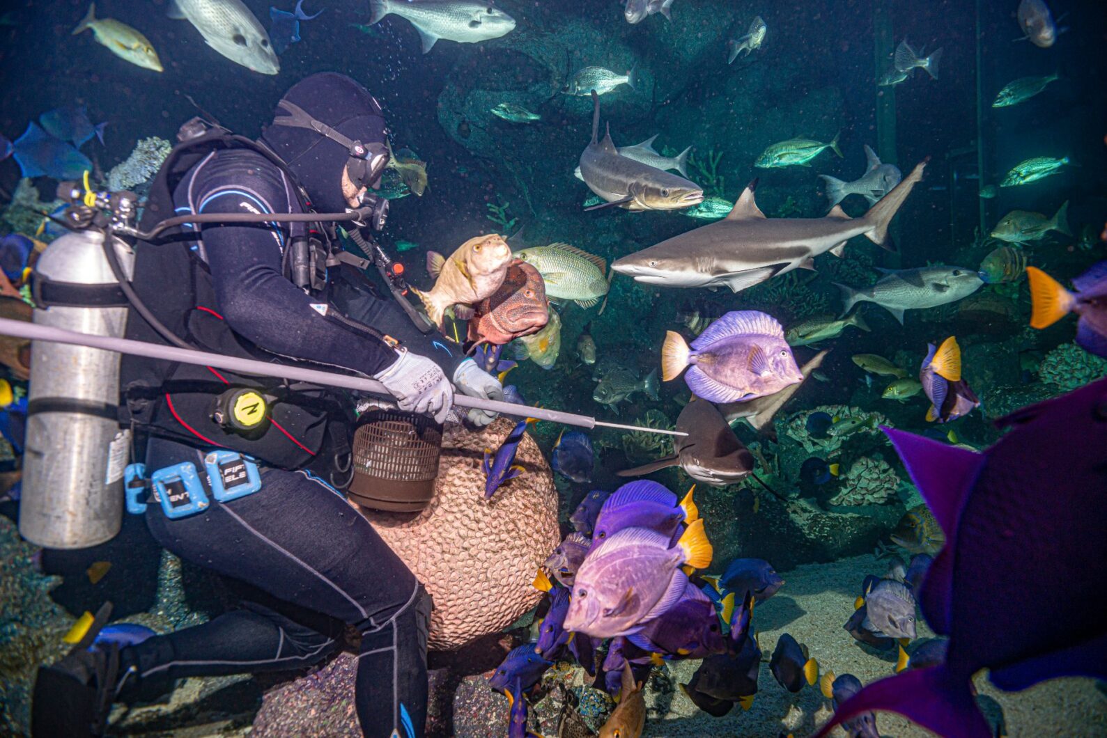 fiding-fish-oman-public-aquarium-orphek-led
