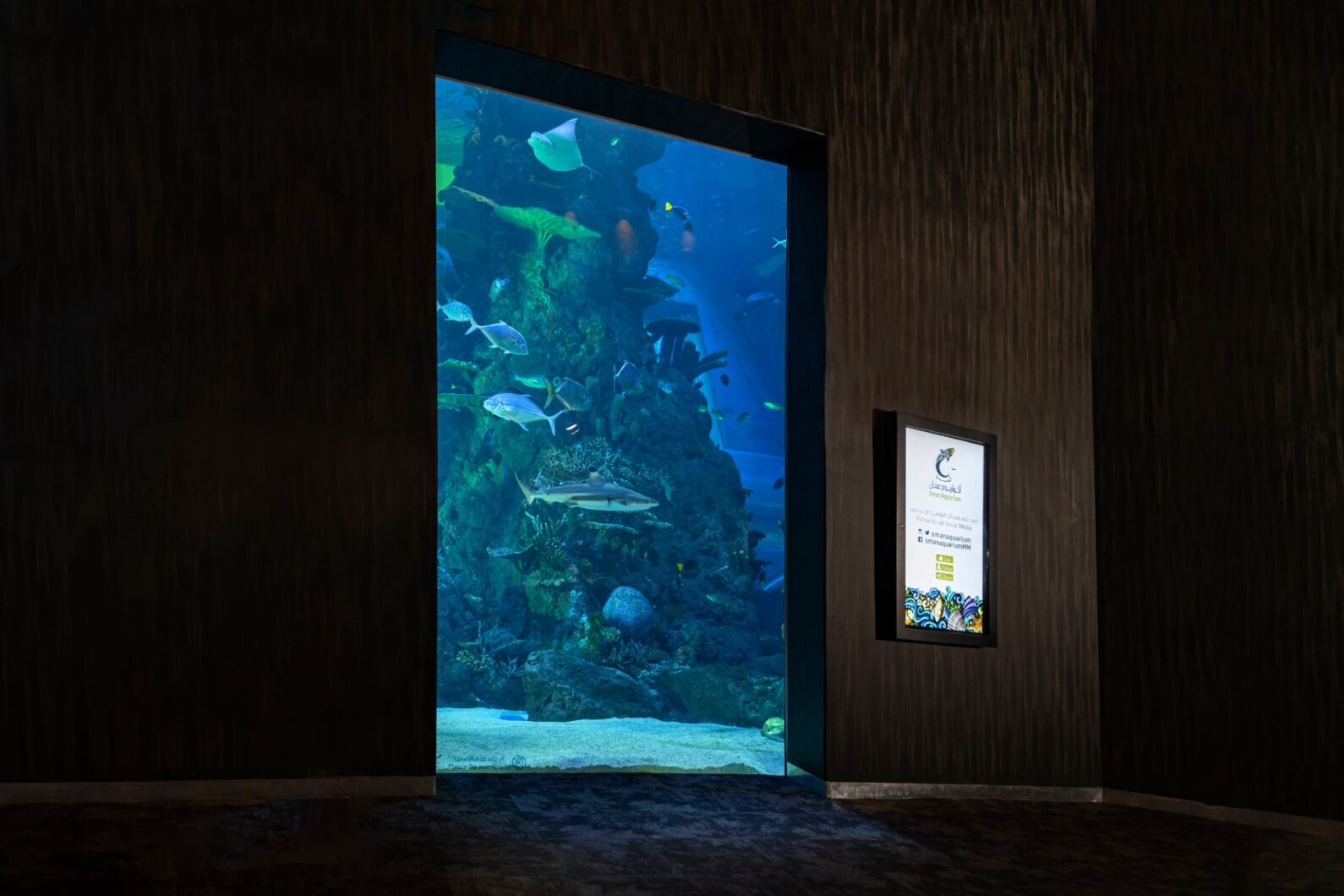 鲨鱼水族馆-orphek-led-light-amazonas-960