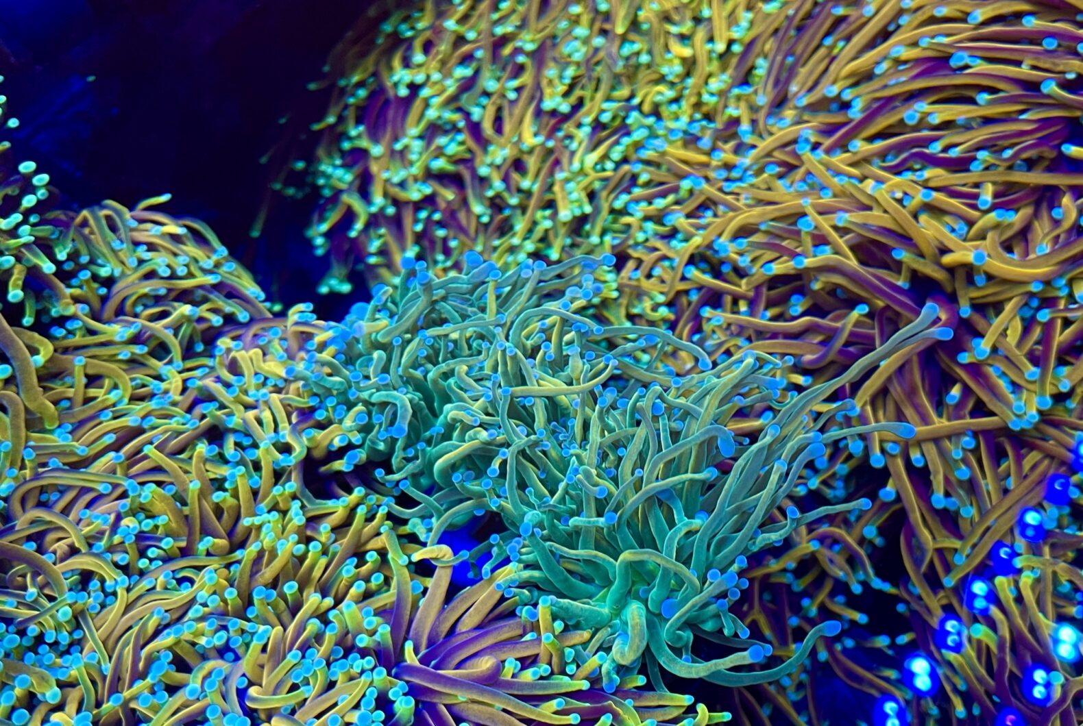 anemona coral pop fluorescência OR3 azul mais barra de led