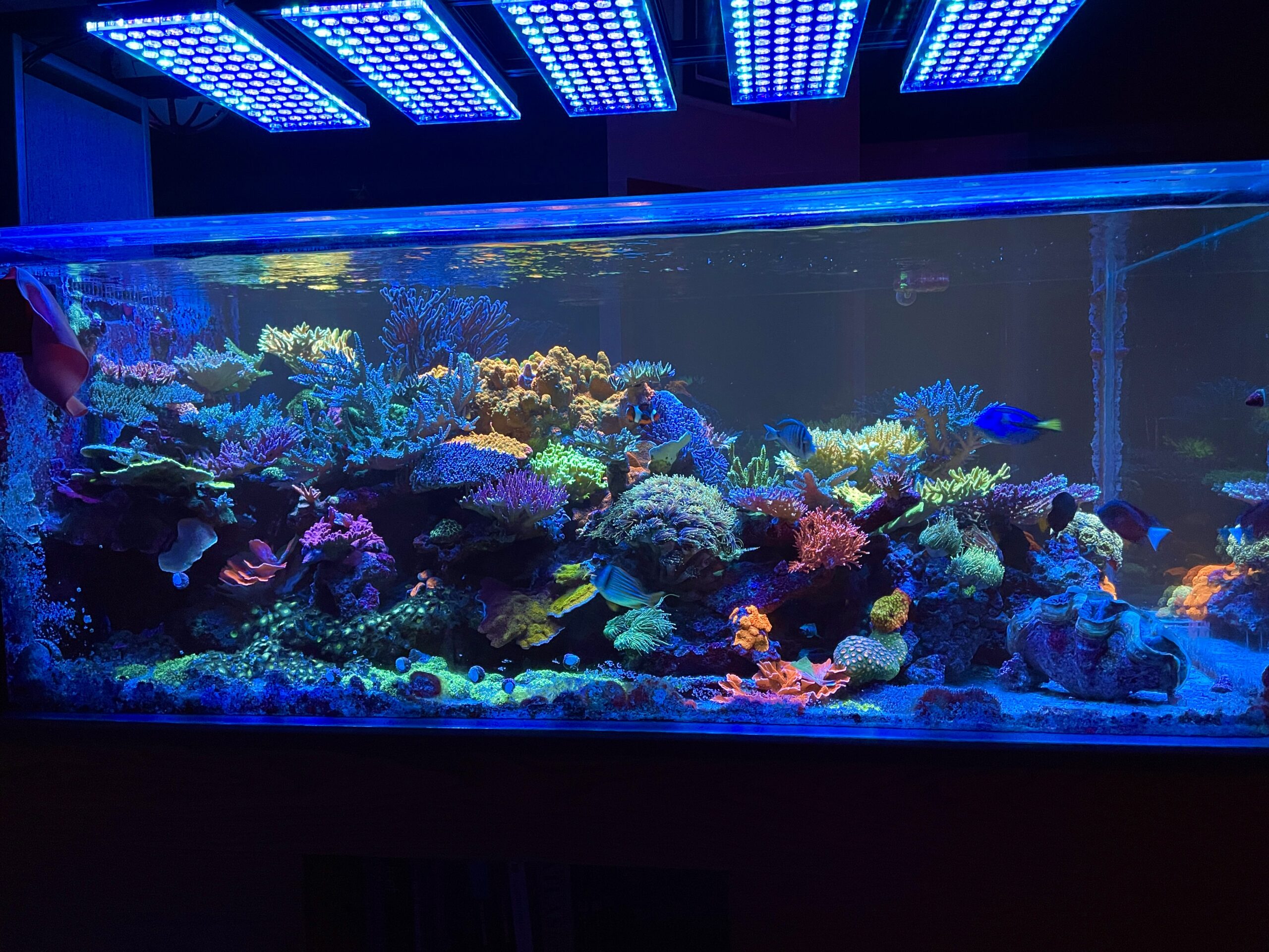 Five Atlantik Icon LED Light idéal pour la fluorescence coral pop