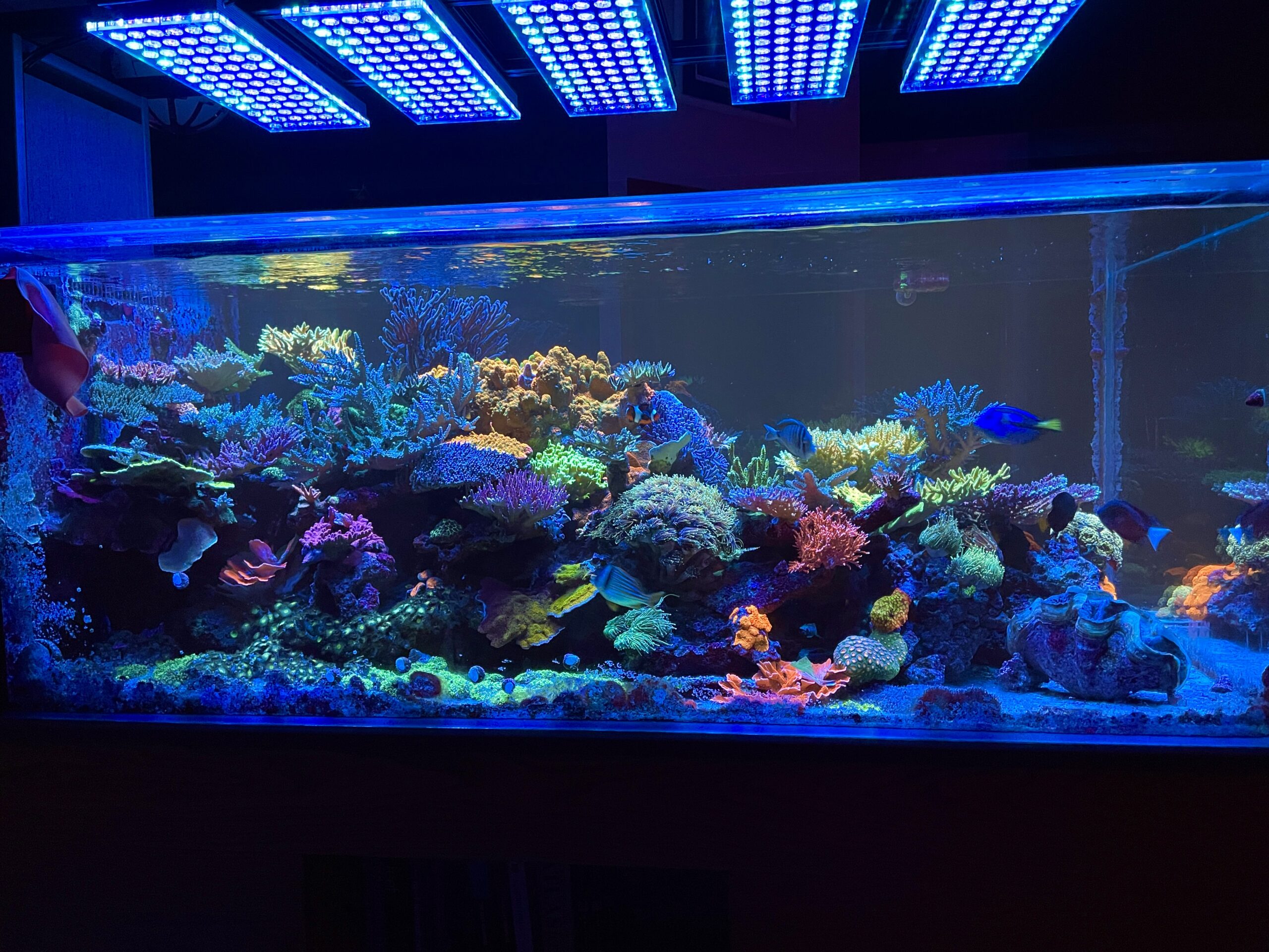 cinco ícones atlantik luz led melhor para fluorescência coral pop