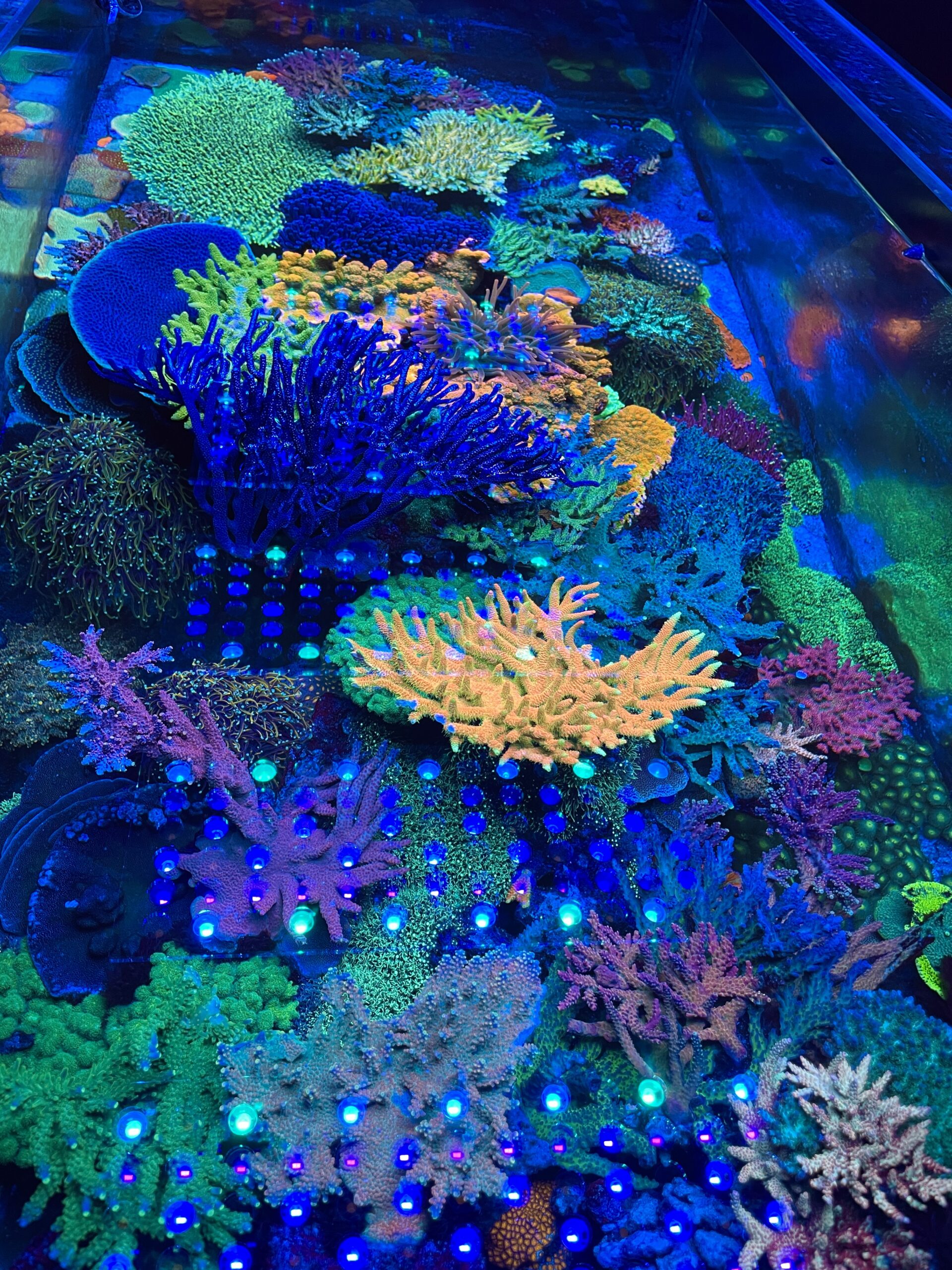 coral pop fluorescência LED light orphek atlantik icon