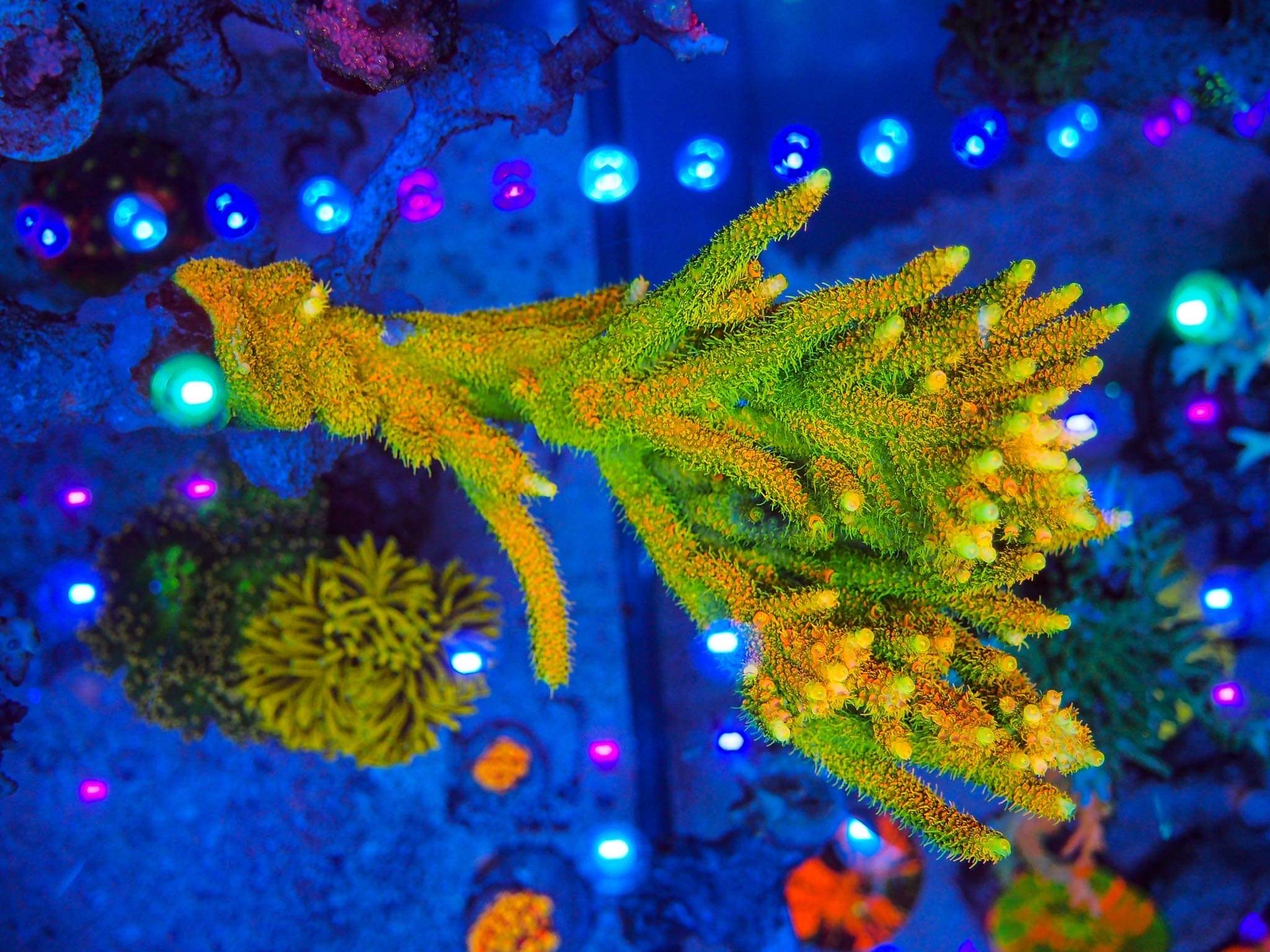 increíble-arrecife-acuario-coral-color-orphek-led-