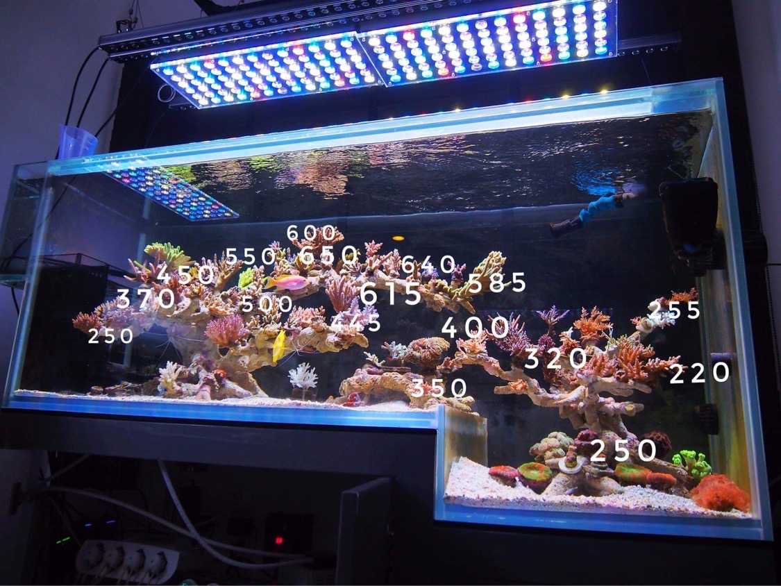 Atlantik iCon & OR3 150 LED's balk boven verbazingwekkende Thaise drop-off side zoutwateraquarium