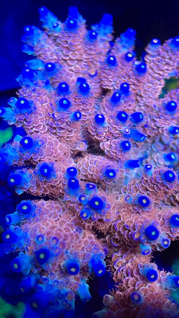 fluorescência coral pop