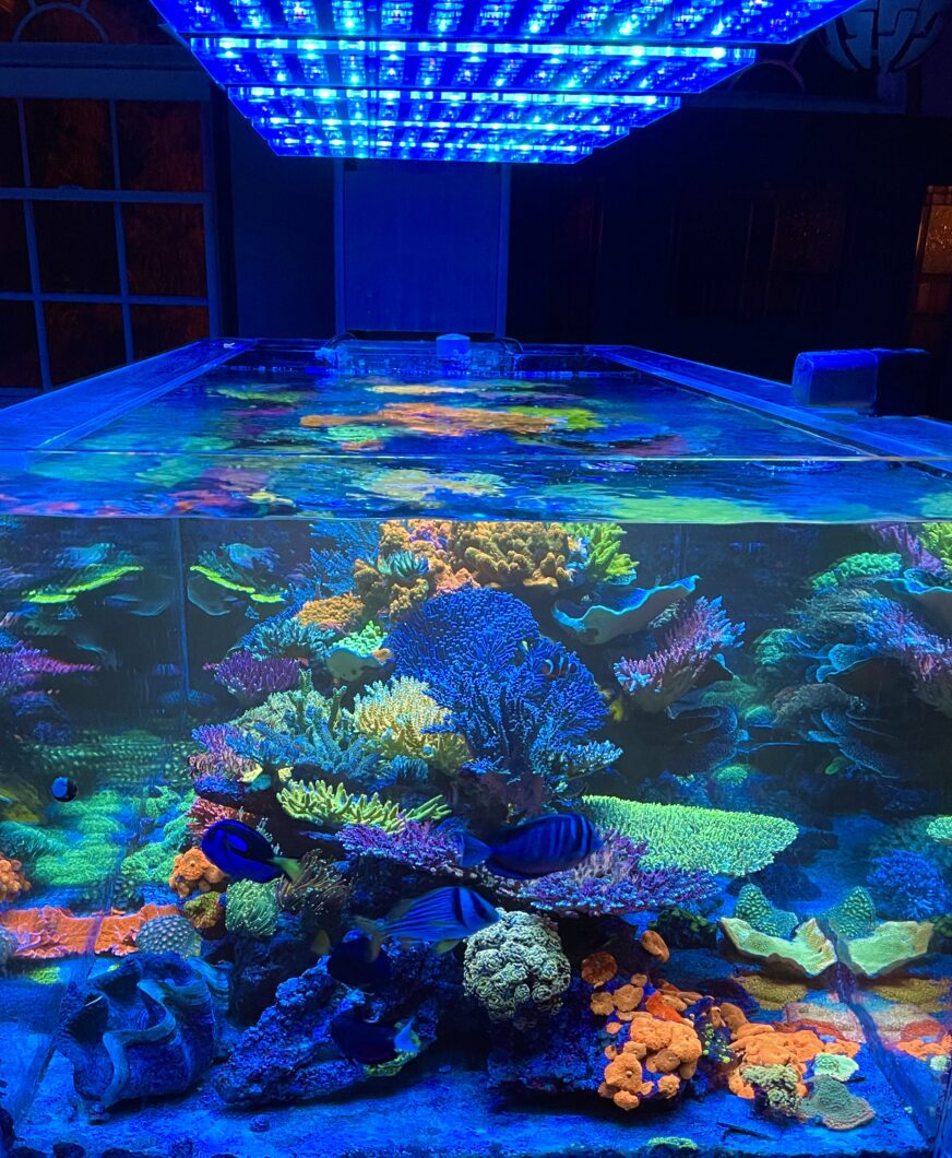 最佳珊瑚礁水族馆 LED 灯 atlantik 图标-