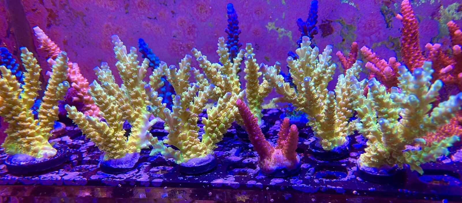 coral frag or3 led bar coral pop fluorescência