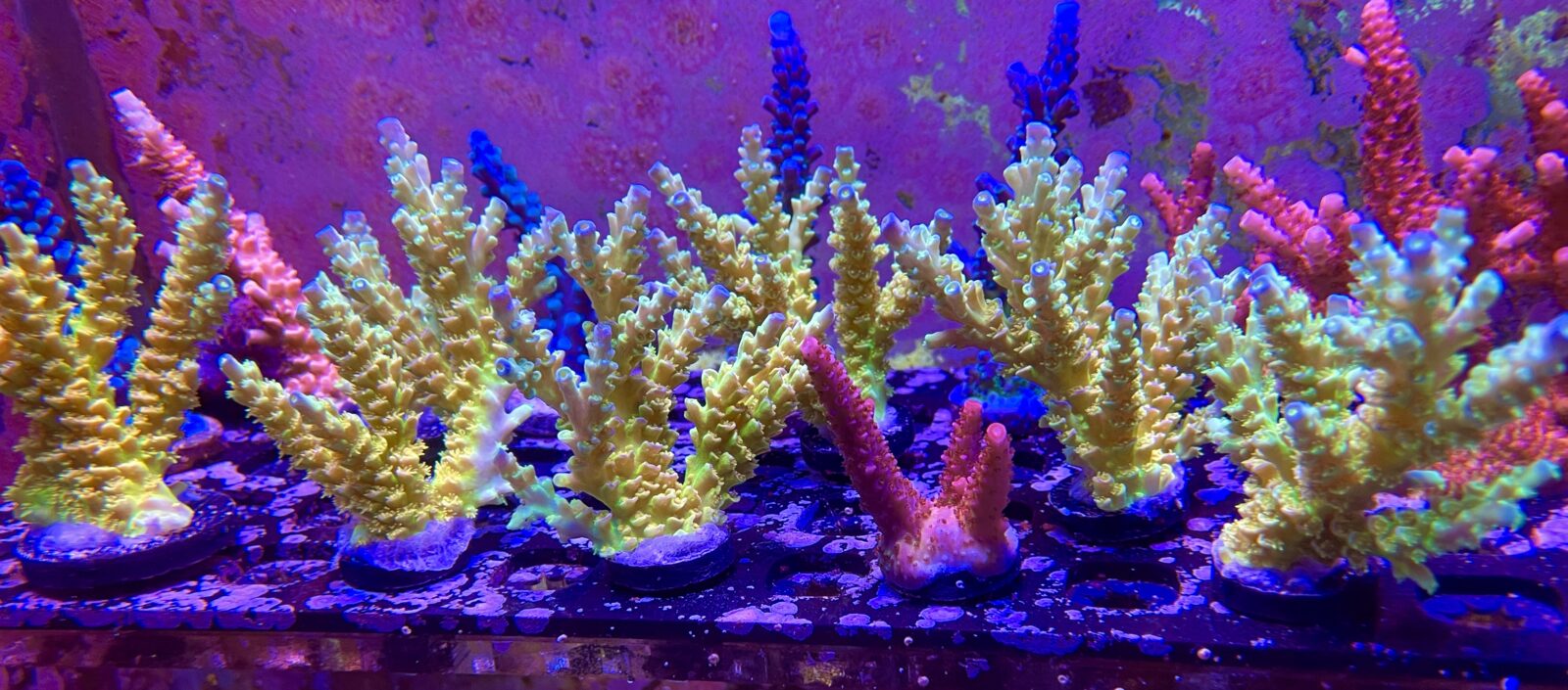 Coral Frag or3 LED Bar Coral Pop флуоресцентный