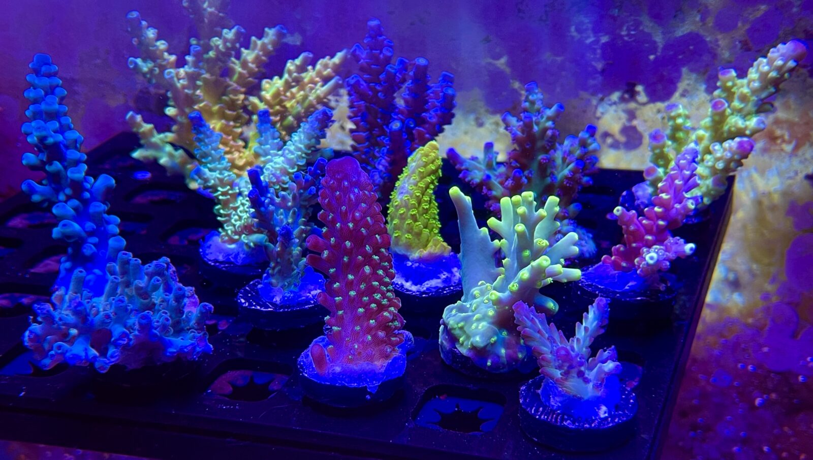 koral frag eller 3 led bar koral pop fluorescens
