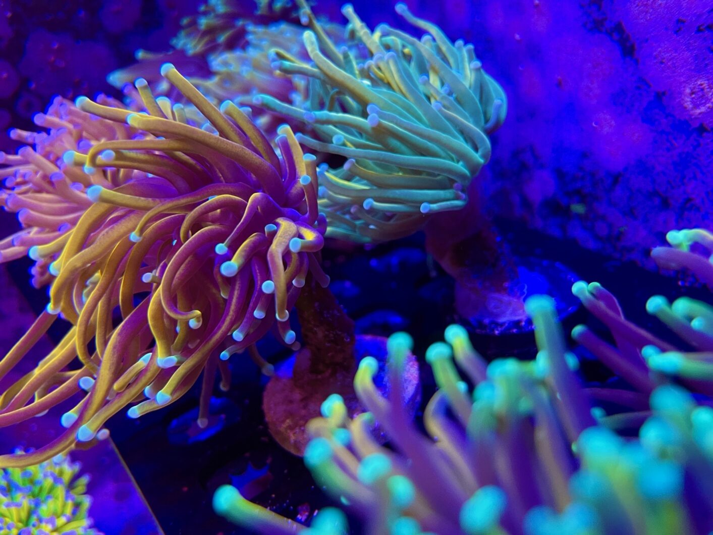 Is Atlantik iCon the best light for coral pop fluorescence? •Orphek