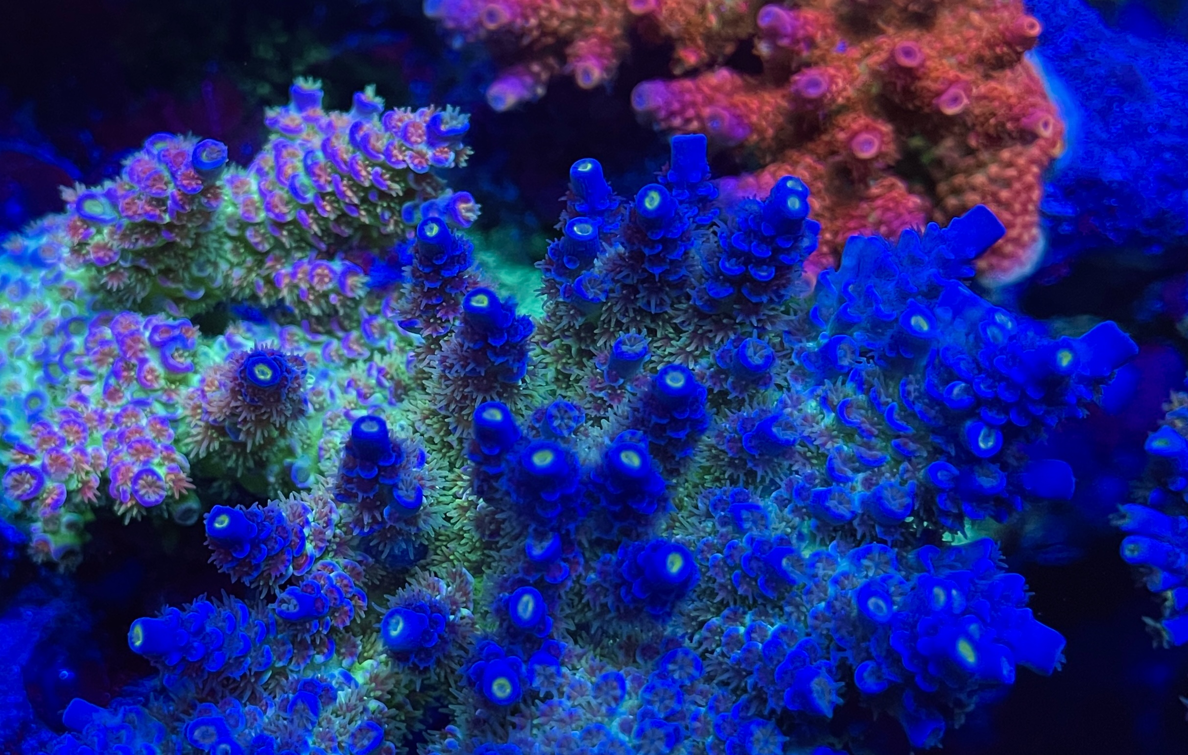 What do you need to get strong coral pop fluorescence?