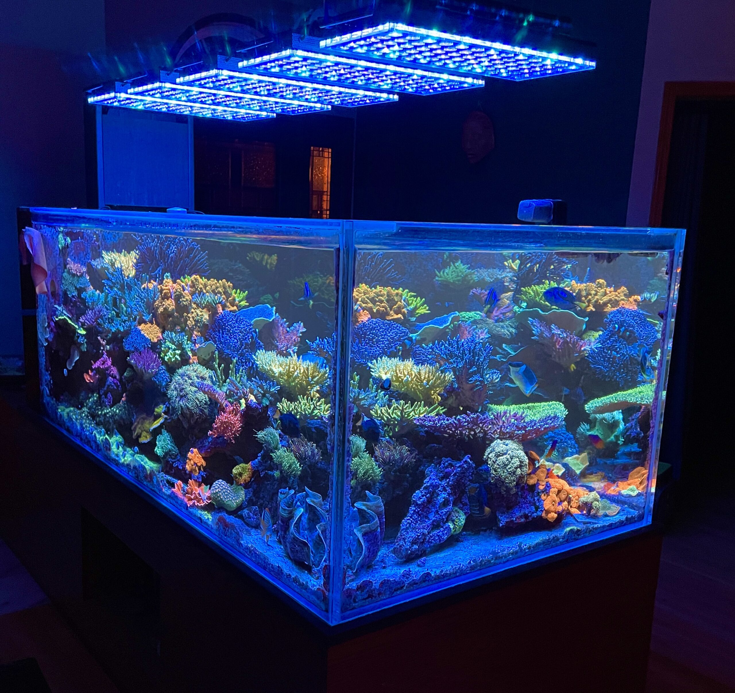 orphek atlantik icon meilleure lumière led pour aquarium récifal