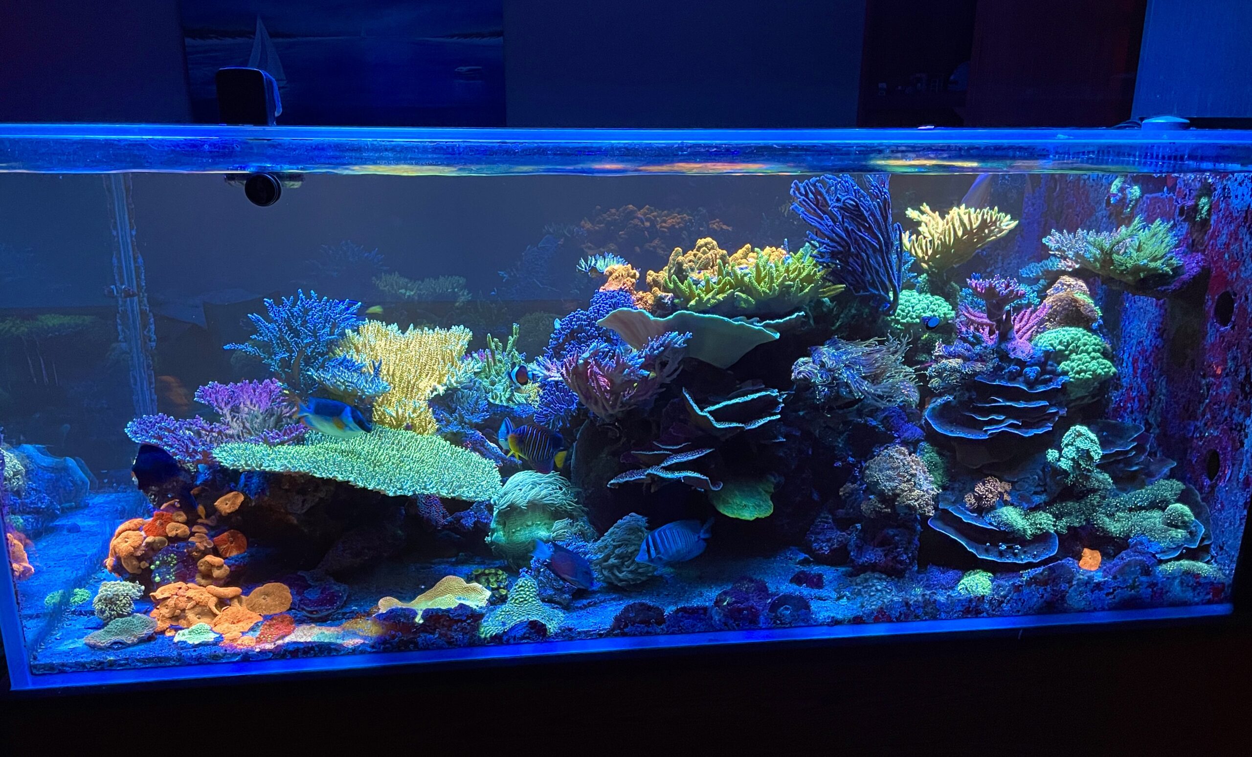 coral pop fluorescence reef aquarium led light