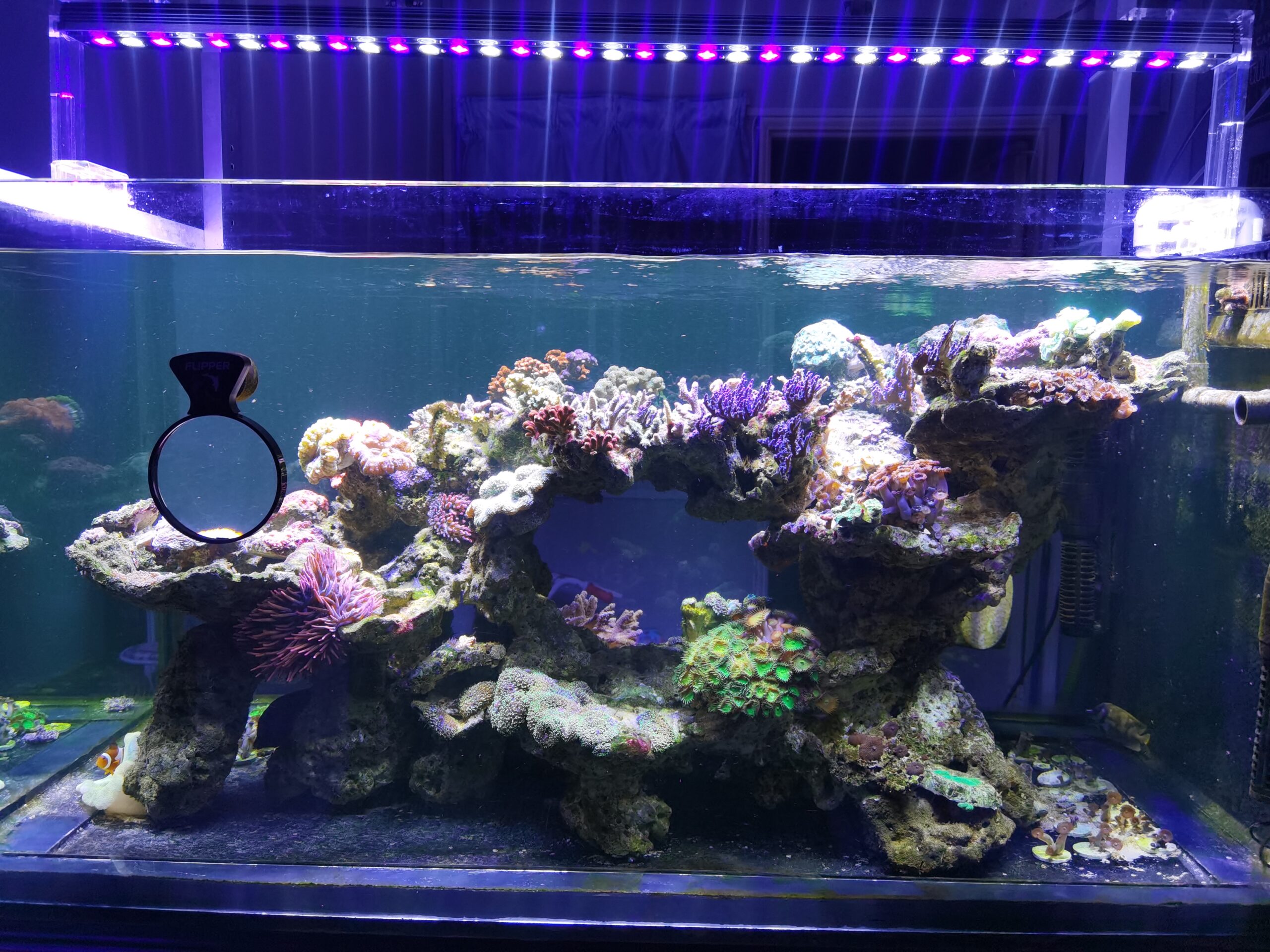 OR3_violet_reef_day_LED_Bar _over_reef_aquarium