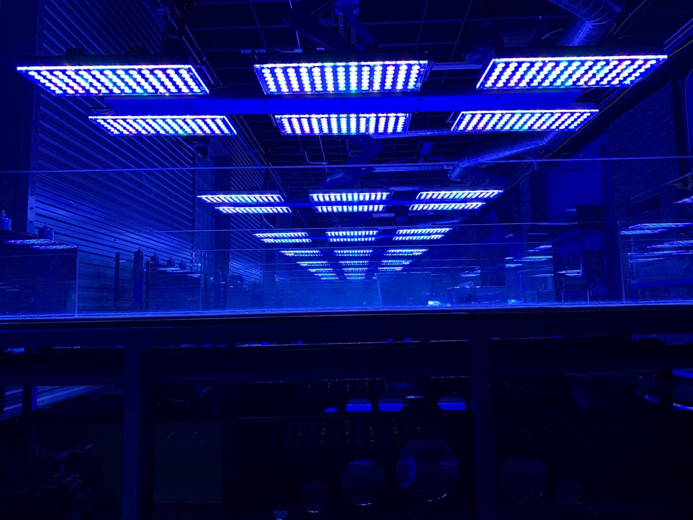 オルフェク アトランティック リーフ LED ライト コーラル ファーム