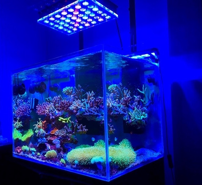 atlantik-compacto-reef-aquário-iluminação led-