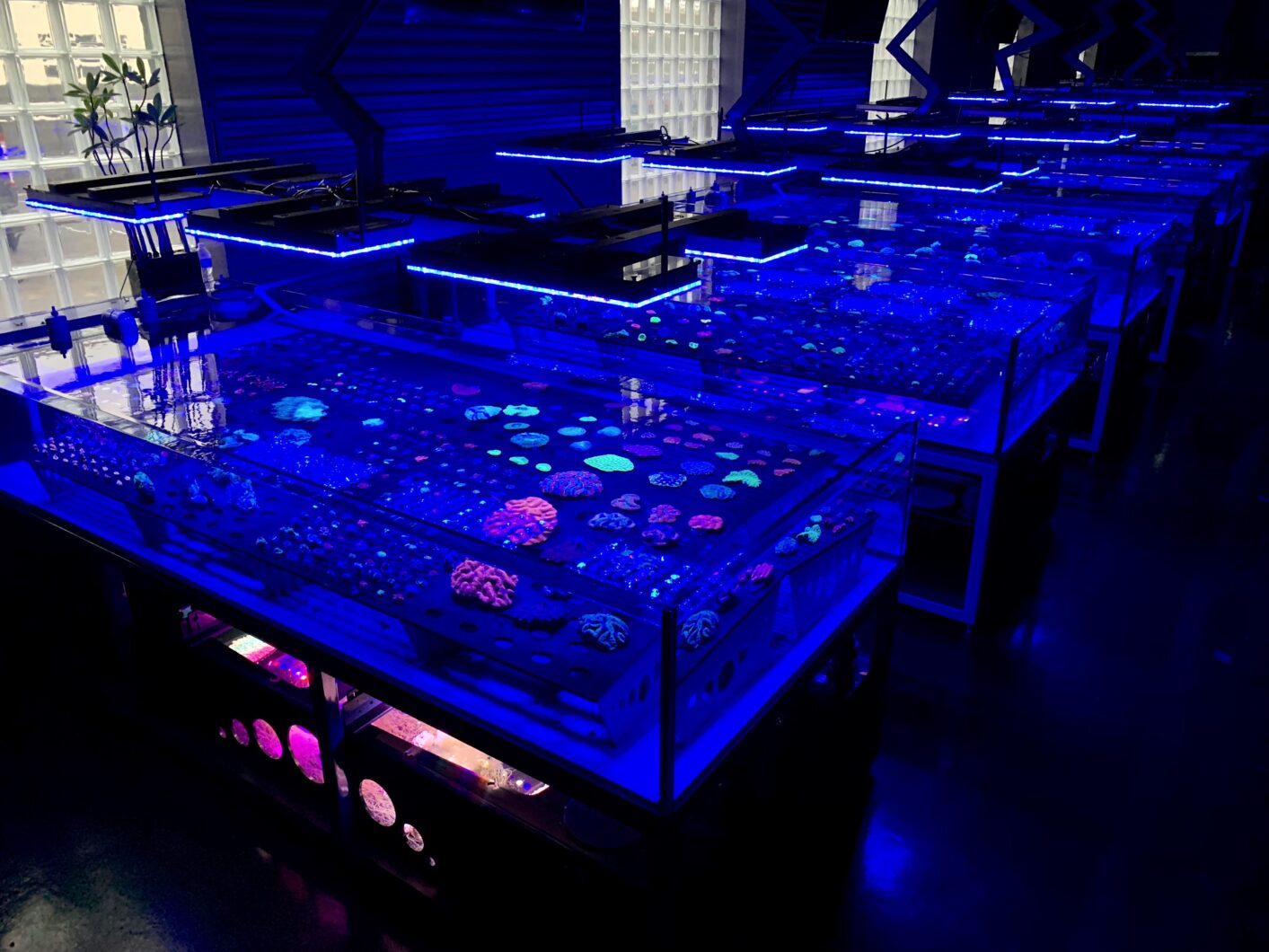 2023 חוות אלמוגים תאורת led orphek
