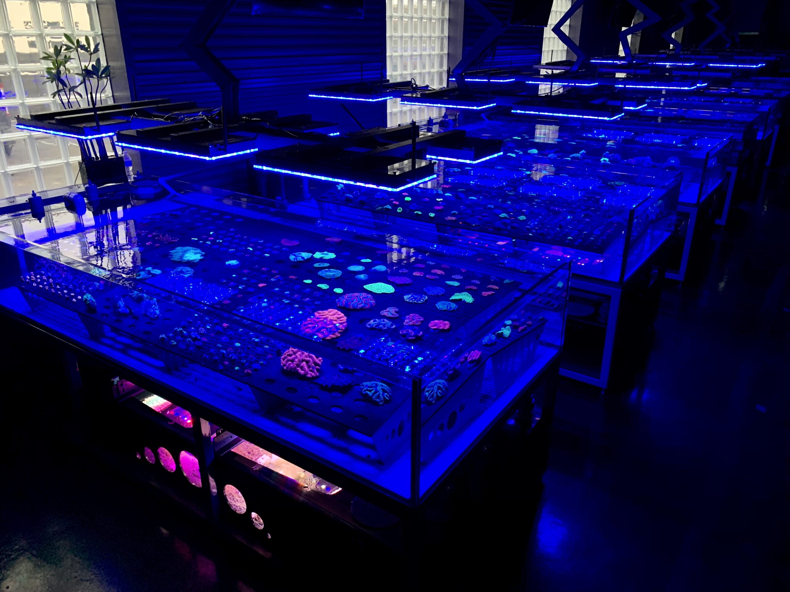 2023 coral farm reef led lighting orphek