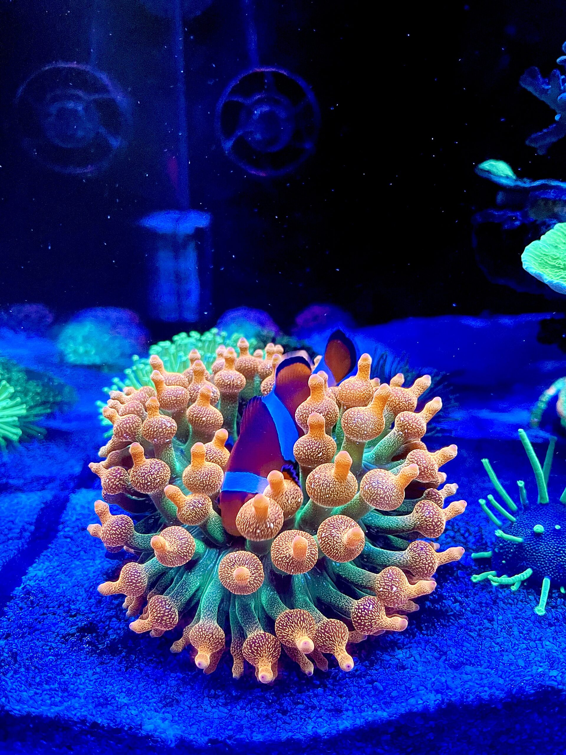 poisson-clown-en-bubble-tip-anemone-scaled-1