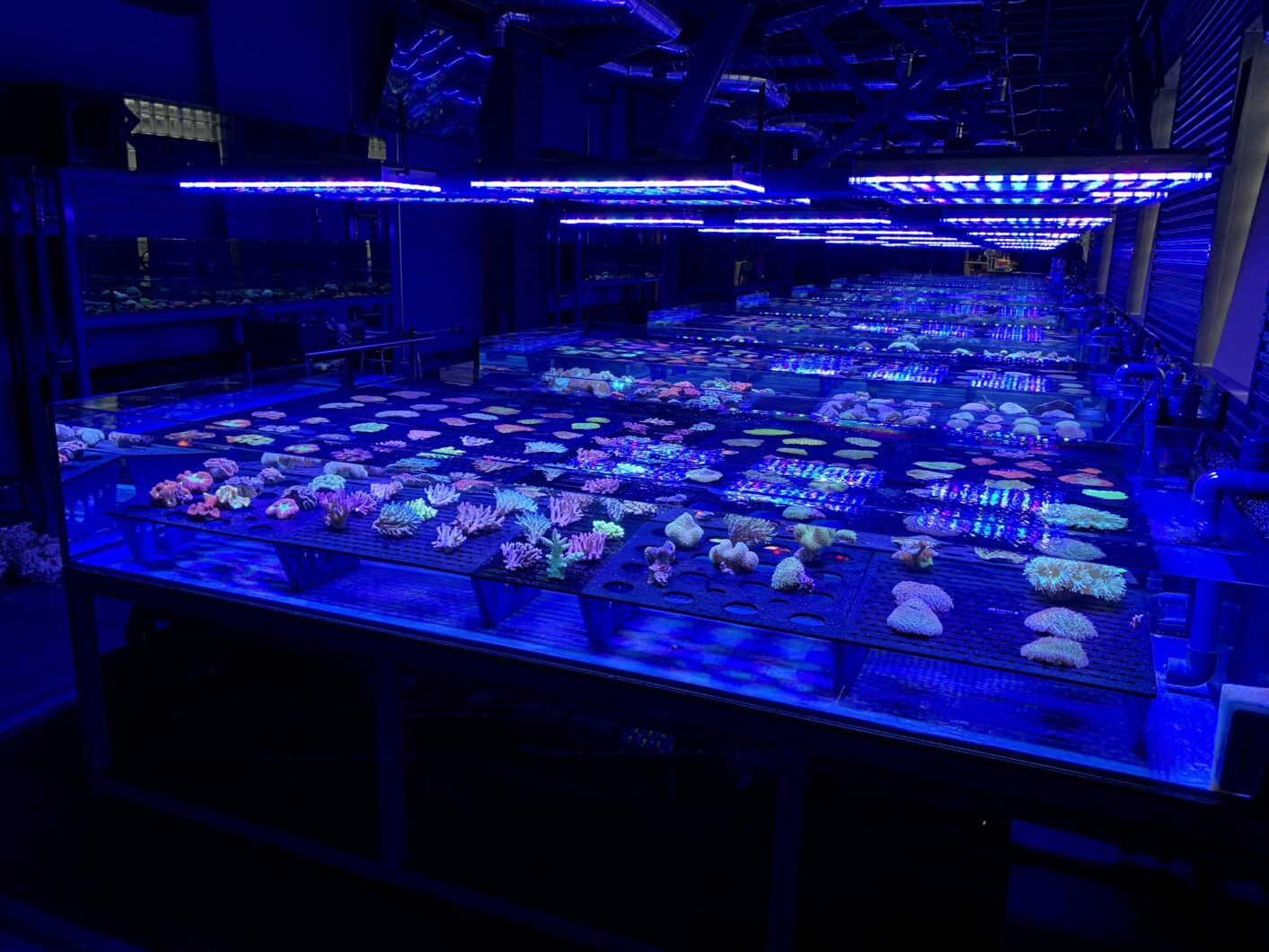 лучший рифовый аквариум светодиодное освещение 2023