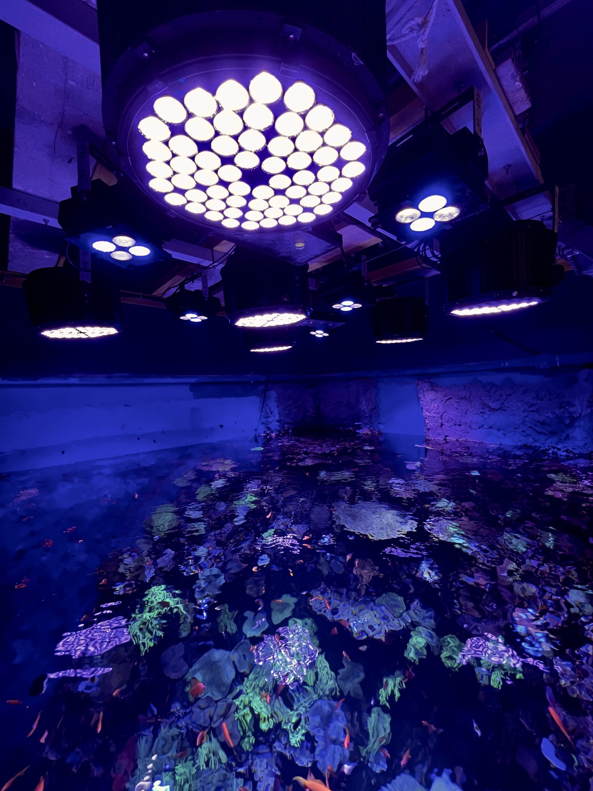 Абу_Даби_национальный_аквариум_амазонки_500_orphek_reef_aquarium_led_lighting