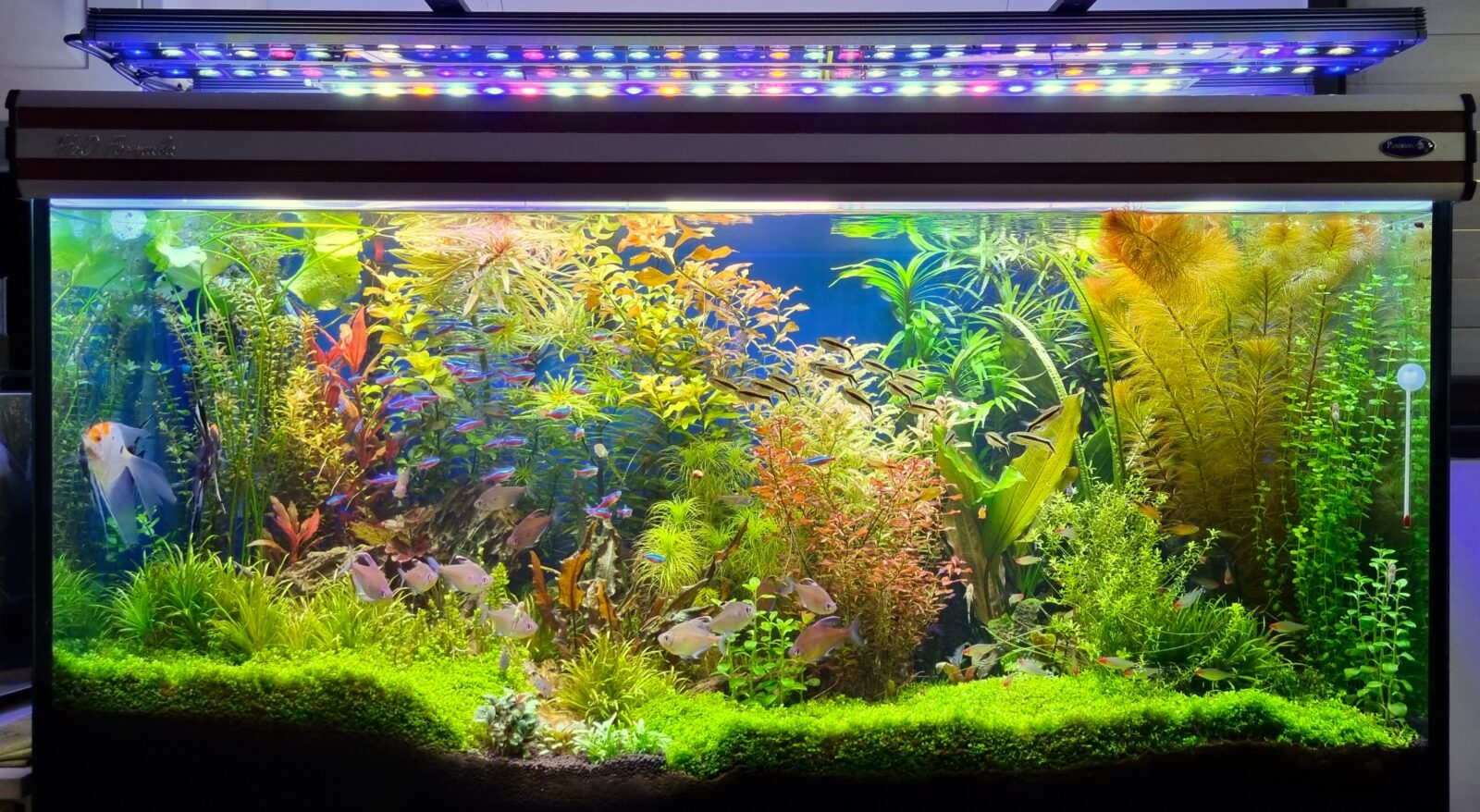 Orphek-OR3-LED-Bar-пресноводные растения-аквариум-