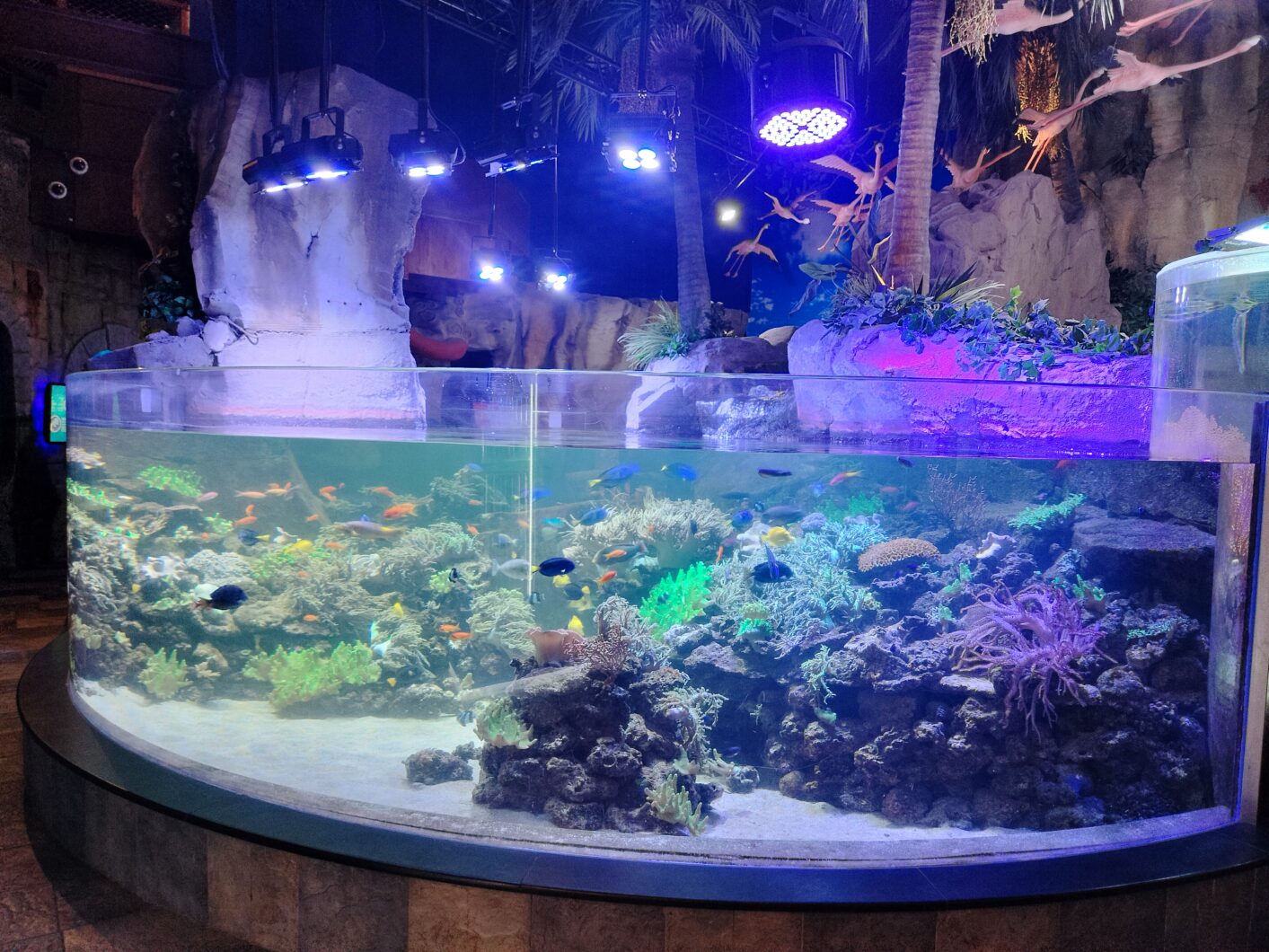 dubai-mall-orphek-reef-amazonas