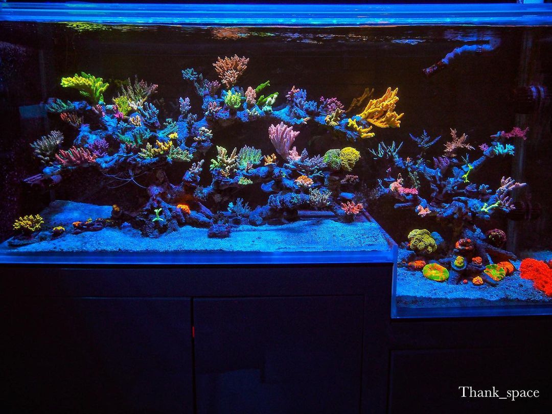 10 ikon LED tangki terumbu karang aquascape minimalis teratas