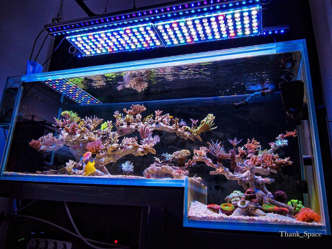 10 מיכלי השונית המדהימים ביותר Aquascape LED אטלנטיק