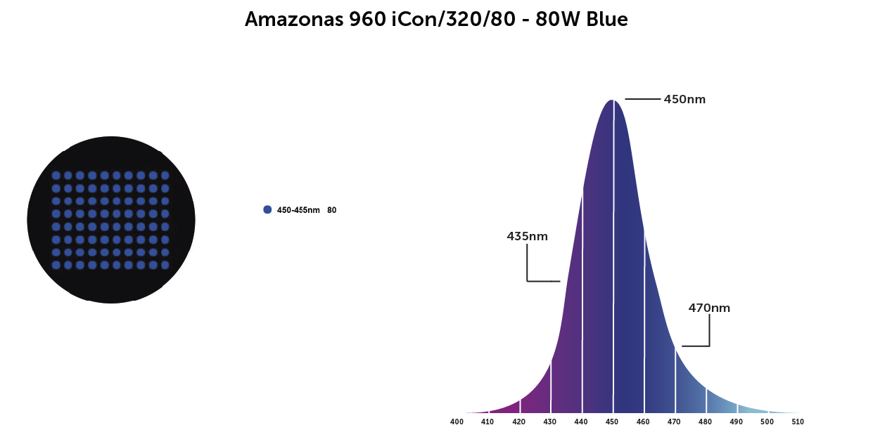 amazonas azul