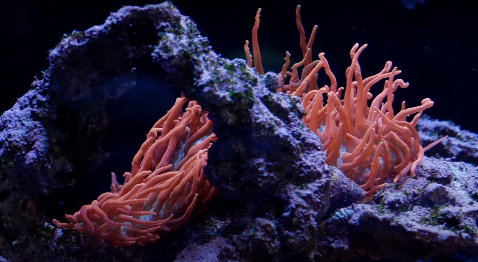 bong bóng_tip_anemone_attached_live_rock_tidal_gardens_reef_tank