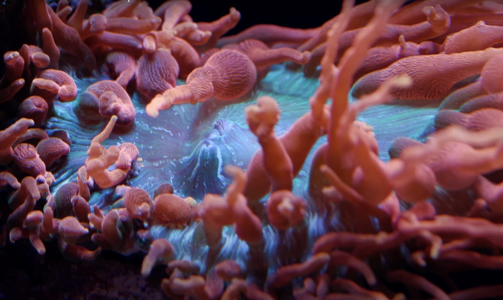 Bubble Tip Anemone Tidal Gardens show tank Orphek