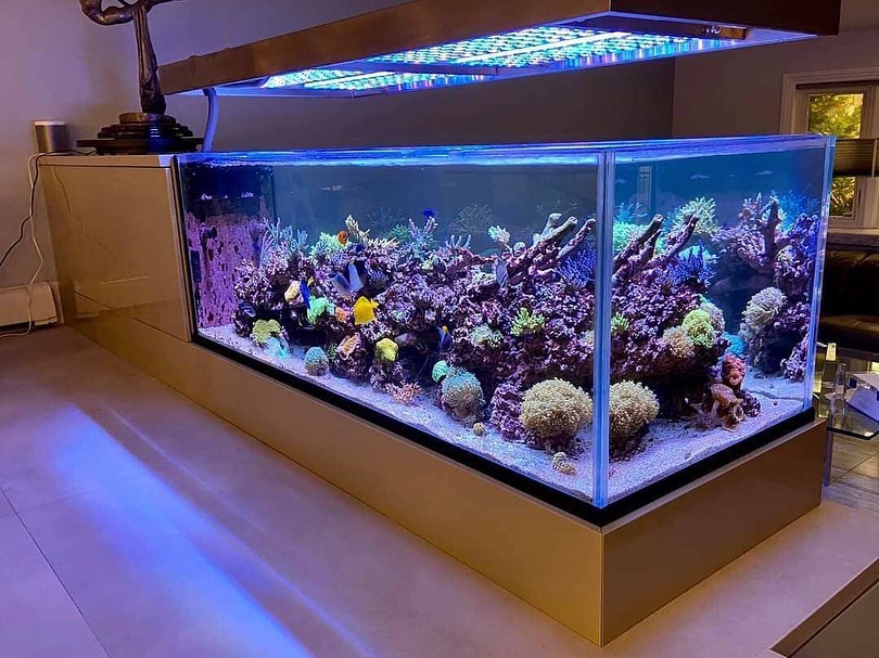 icona di lussuosa barriera corallina a LED con luce atlantik