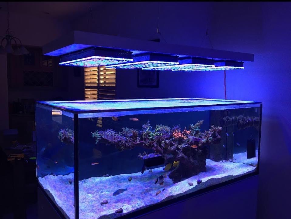 orphek atlantik icon Aquascaping récifal minimaliste